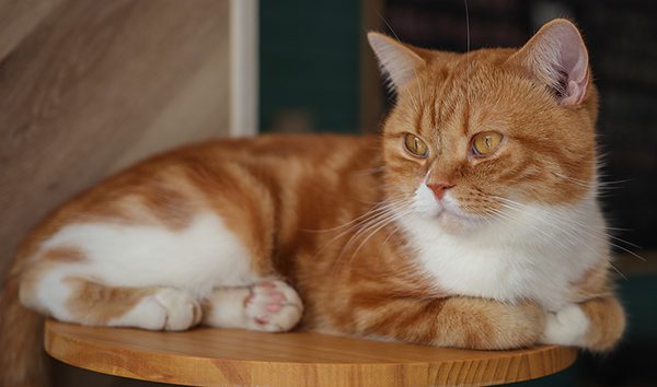 猫